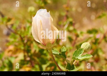 Fleur non ouverte d'Alyogyne huegelii, une espèce indigène d'hibiscus australien sous sa forme crème/blanche à Manning Park, Perth, Australie occidentale. Banque D'Images