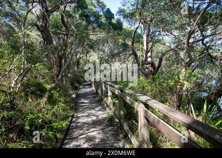 Sydney Coastal Walk, sentier de randonnée Bradleys Head sur la rive nord du port de Sydney offre une vue sur le port, Sydney, Nouvelle-Galles du Sud, Australie Banque D'Images