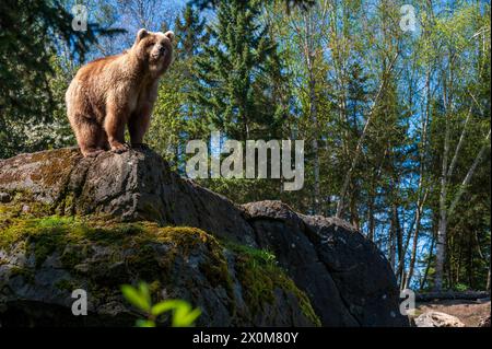 Seattle, Washington, États-Unis. 12 avril 2024. Juniper, un ours brun d'Alaska, profite d'une journée de printemps dans son enclos au zoo de Woodland Park. Elle a été sauvée en tant que petit orphelin et sert maintenant d'ambassadrice pour la réintroduction de l'ours brun dans les montagnes North Cascades de l'État de Washington. (Crédit image : © Shane Srogi/ZUMA Press Wire) USAGE ÉDITORIAL SEULEMENT! Non destiné à UN USAGE commercial ! Banque D'Images