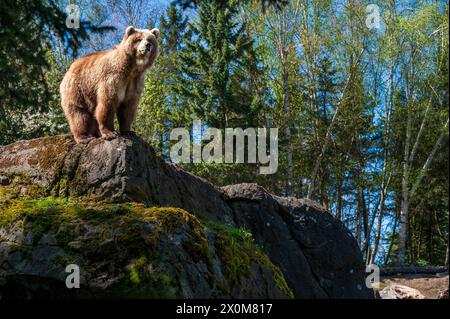 Seattle, Washington, États-Unis. 12 avril 2024. Juniper, un ours brun d'Alaska, profite d'une journée de printemps dans son enclos au zoo de Woodland Park. Elle a été sauvée en tant que petit orphelin et sert maintenant d'ambassadrice pour la réintroduction de l'ours brun dans les montagnes North Cascades de l'État de Washington. (Crédit image : © Shane Srogi/ZUMA Press Wire) USAGE ÉDITORIAL SEULEMENT! Non destiné à UN USAGE commercial ! Banque D'Images