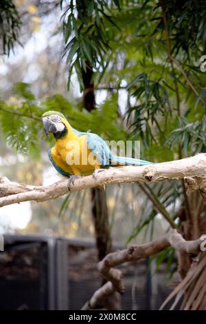 Les plumes du dos et de la queue supérieure de la macaw bleue et dorée sont bleu brillant; le dessous de la queue est jaune olive. Banque D'Images