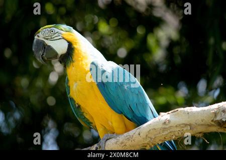 Le maca bleu et or a le dos et le dessus des plumes de la queue du maca bleu et or sont bleu brillant ; le dessous de la queue est jaune olive. Banque D'Images