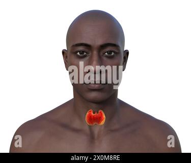 Illustration 3D d'un homme avec une glande thyroïde saine (rouge). La glande thyroïde produit des hormones qui sont impliquées dans la régulation du métabolisme. Banque D'Images