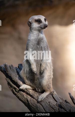 Surimmerkats se tiennent à tour de rôle dans une position de guet surélevée au-dessus des terriers afin qu'ils puissent tout voir et protéger leur clan pendant que les autres membres le sont Banque D'Images