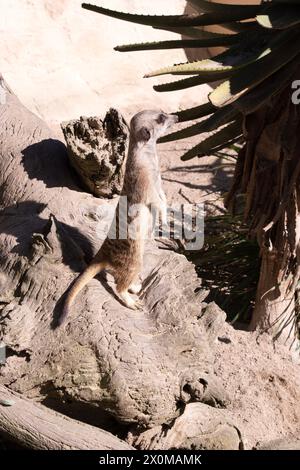 Les suricates ont des taches sombres autour de leurs yeux pour les protéger du soleil, ainsi qu'une pointe sombre sur leur queue. Les suricates se relaient debout Banque D'Images