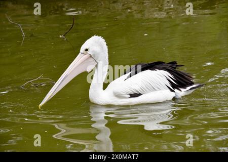 Les pélicans australiens sont l'un des plus grands oiseaux volants. Ils ont un corps et une tête blancs et des ailes noires. Ils ont un grand projet de loi rose. Banque D'Images