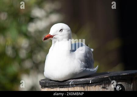 Les mouettes sont connues pour leurs plumes blanches et grises, leur bec fort et leurs pieds palmés. Banque D'Images