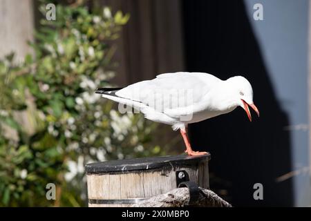 Les mouettes sont connues pour leurs plumes blanches et grises, leur bec fort et leurs pieds palmés. Banque D'Images