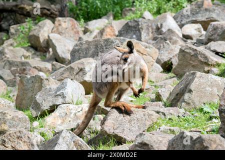 le wallaby rocheux à pieds jaunes grimpe sur la colline rocheuse Banque D'Images