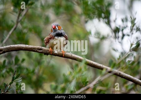 le zèbre mâle finch a un corps gris avec un blanc sous le ventre avec une queue noire et blanche. Il a des joues orange et une bande noire sur son visage Banque D'Images