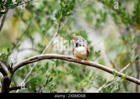 le zèbre mâle finch a un corps gris avec un blanc sous le ventre avec une queue noire et blanche. Il a des joues orange et une bande noire sur son visage Banque D'Images