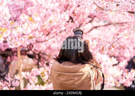 Vue arrière une femme profite des fleurs de cerisier et prend des photos avec un appareil photo au printemps. Japon. Banque D'Images