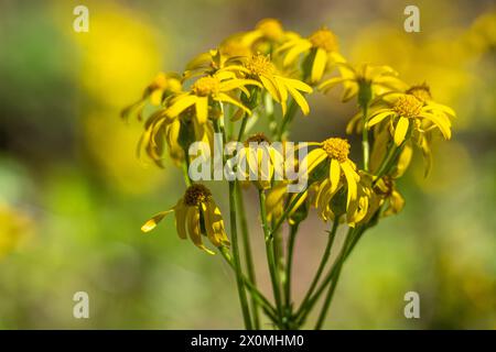 Fleurs d'armoise jaune à Fort Gibson, Oklahoma. (ÉTATS-UNIS) Banque D'Images