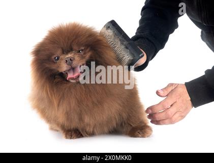 Pomeranian jeunes in front of white background Banque D'Images