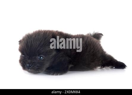 Pomeranian jeunes in front of white background Banque D'Images