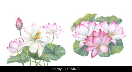 Fleurs de lotus rose Whit. Ensemble de compositions avec nénuphars asiatiques. Illustration aquarelle. Conception pour invitations, affiches de film, tissus, carte postale Banque D'Images