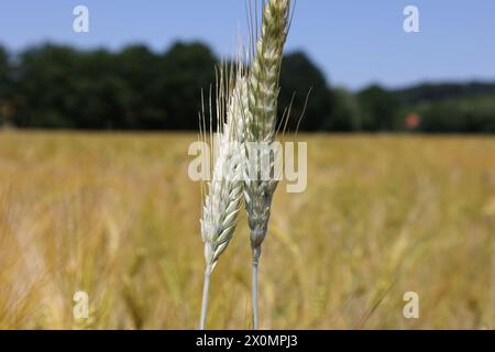 Épis de blé dans les champs. Mise au point sélective. Faible profondeur de champ Banque D'Images