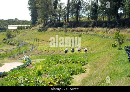 Sri Lanka - Nuwara Eliya Vegetable Agricultre - femmes travaillant dans le jardin Banque D'Images