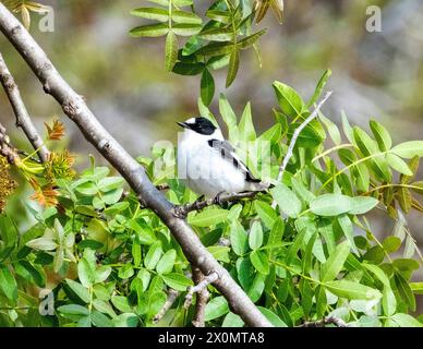 Flycatcher (Ficedula albicollis), Paphos, Chypre Banque D'Images