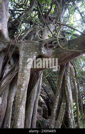 Site de sépulture du panier du village de Trunyan sur le lac Batur. Un site unique dans la catégorie des morts exposés, situé sur les rives du lac Batur au nord-est Banque D'Images