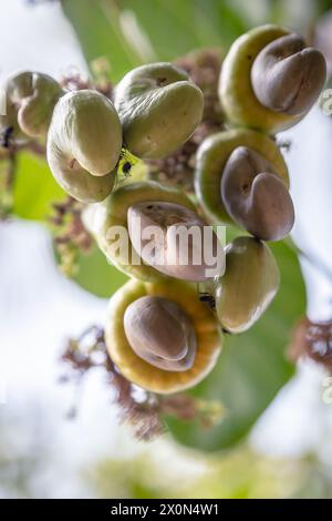 Noix de cajou avec des noix poussant sur un arbre cette noix extraordinaire pousse en dehors du fruit. Banque D'Images