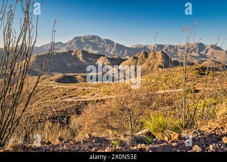 Ocotillos, pic Chinati, montagnes Chinati, futur parc d'état, lever du soleil, au-dessus de Pinto Canyon, Pinto Canyon Road, Big Bend Country, Texas, États-Unis Banque D'Images
