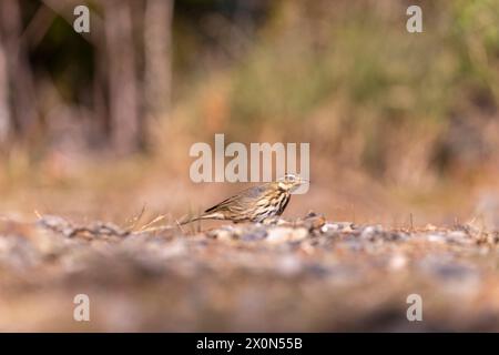 Pipit à dos d'olive sur le sol dans la forêt de Taiwan Banque D'Images