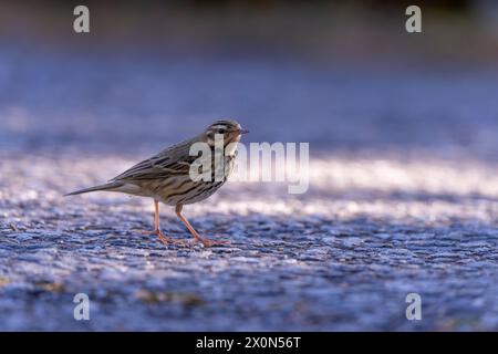 Pipit à dos d'olive sur le sol dans la forêt de Taiwan Banque D'Images