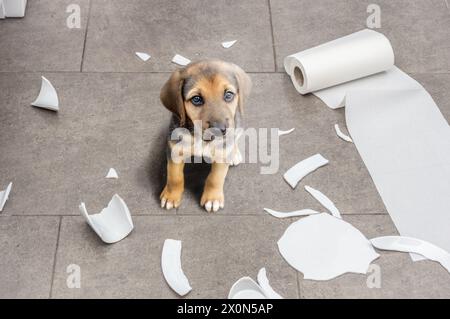 Chien méchant et assis au milieu de la mess dans la cuisine. Banque D'Images