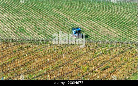 Sancerre. Tracteur bleu travaillant un vignoble au printemps. Cher Department. Centre-Val de Loire. France. Europe Banque D'Images