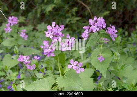 Thalers argentés à fleurs violettes, violettes lunaires au printemps Banque D'Images