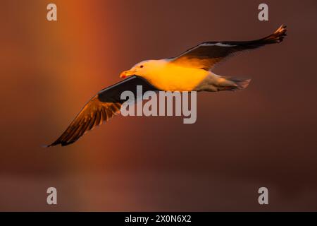 Goéland argenté (Larus argentatus) survolant un arc-en-ciel Banque D'Images