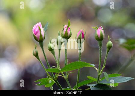 Les bourgeons de rose fleurissent dans le jardin Banque D'Images