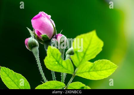 Les bourgeons de rose fleurissent dans le jardin Banque D'Images