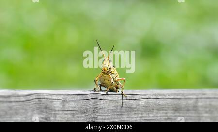 La sauterelle lubber de Floride (Romalea Micropteera) sur une clôture en bois avec un fond bokeh vert, espace copie, espace négatif, minimalisme, 16:9 Banque D'Images