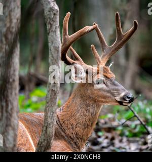 Cerf avec d'énormes bois couchés sur l'herbe Banque D'Images