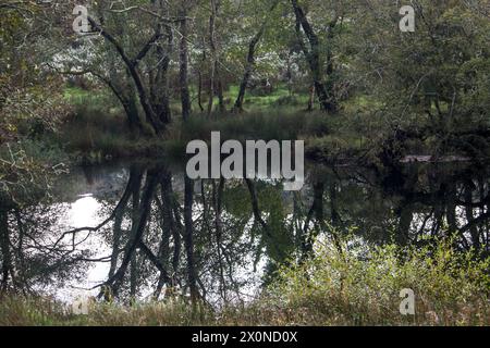 Reflet des forêts sur la rive d'une rivière dans le parc de la nation Eryri au nord du pays de Galles Banque D'Images