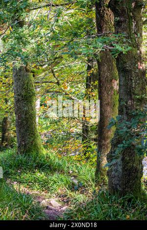 Forêt impénétrable à feuilles larges dans le parc national d'Eryri au pays de Galles par un jour ensoleillé de début d'automne Banque D'Images