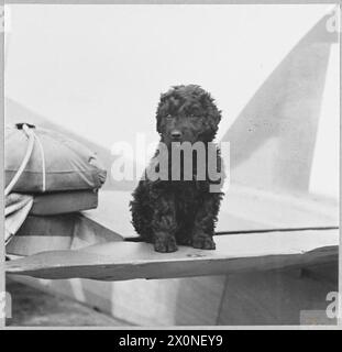 Une NOUVELLE RECRUE AU COMMANDEMENT CÔTIER - 'Punch' un chiot irlandais d'épagneul d'eau est la mascotte récemment acquise d'un escadron d'ouragan du commandement côtier R.A.F. Alors que les avions à long rayon d'action du Coastal Command patrouillent loin au-dessus de l'Atlantique, Hurricanes, plus près de chez eux, assument la tâche vitale de protéger les convois britanniques en toute sécurité dans le port. Punch là-dessus, garde un œil protecteur sur les ouragans. Négatif photographique, Royal Air Force Banque D'Images