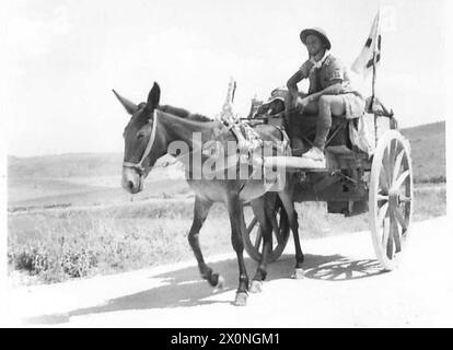 INVASION DE LA SICILE - Bandsman A. Frampton du Who vient de l'île de Wight, conduisant un cheval réquisitionné et une charrette jusqu'au front avec des fournitures médicales. Négatif photographique, Armée britannique Banque D'Images