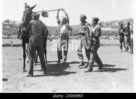 Les artilleurs britanniques entraînent les partisans en chargeant des canons de montagne sur des mules pendant les opérations sur le terrain. Banque D'Images