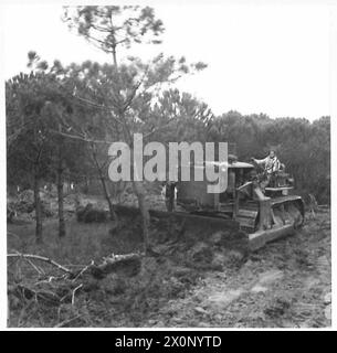 HUITIÈME ARMÉE : UN AÉRODROME EN PRÉPARATION - ces pins étaient sur le chemin, mais un bulldozer en a fait un travail court. Négatif photographique, Armée britannique Banque D'Images