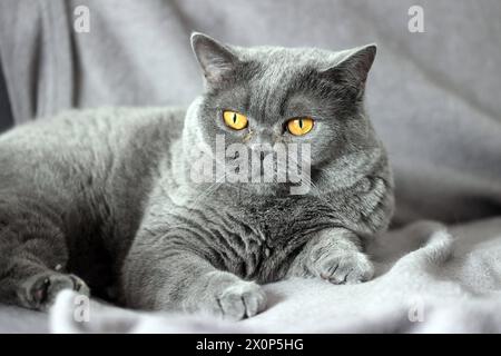 12.04.24 Katze Britisch Kurzhaar Deutschland, Stuttgart, 12.04.2024, Stock und Symbolbilder : Katze Britisch Kurzhaar BKH Rasse. *** 12 04 24 Cat British Shorthair Allemagne, Stuttgart, 12 04 2024, Stock et symboles photos Cat British Shorthair BKH race Banque D'Images