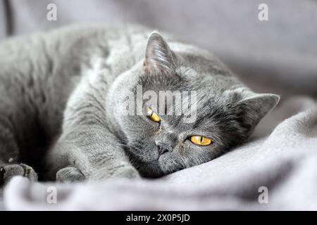 12.04.24 Katze Britisch Kurzhaar Deutschland, Stuttgart, 12.04.2024, Stock und Symbolbilder : Katze Britisch Kurzhaar BKH Rasse. *** 12 04 24 Cat British Shorthair Allemagne, Stuttgart, 12 04 2024, Stock et symboles photos Cat British Shorthair BKH race Banque D'Images