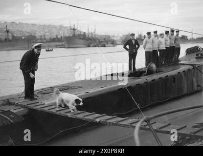Négatif - Peter le chien, mascotte du HMS MAIDSTONE, quitte un sous-marin de la Royal Navy après une visite du bateau à Alger, en février 1943. Peter a été sauvé d'un navire Vichy abandonné par l'équipage du HMS URSULA, et ramené au HMS MAIDSTONE, le dépôt sous-marin de la flottille basée à Alger. De là, il a souvent visité les équipages de sous-marins retournant au port Royal Navy, MAIDSTONE (HMS) Banque D'Images