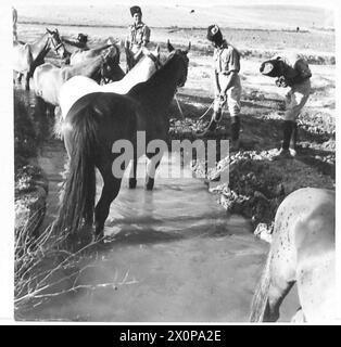 FORCE FRONTALIÈRE TRANSJORDANIENNE - nourrir et abreuver les chevaux du régiment. Négatif photographique, Armée britannique Banque D'Images