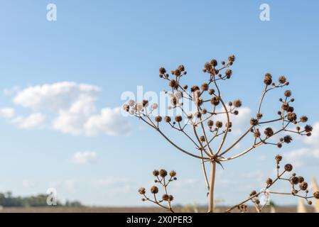 Une délicate plante séchée se dresse dans une mise au point nette, avec sa structure complexe de branches et de gousses de graines silhouettées contre le ciel bleu expansif, dotte Banque D'Images