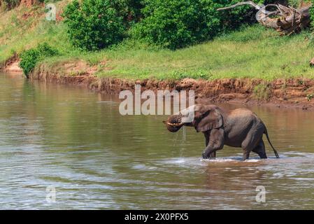 Éléphant d'Afrique traversant la rivière Luvuvhu à Pafuri dans le parc national Kruger, Afrique du Sud Banque D'Images