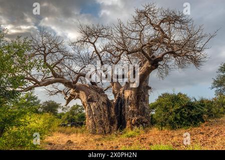 Très grand baobab dans le parc Makuleke Contract du Nord Kruger, région du Limpopo, Afrique du Sud Banque D'Images