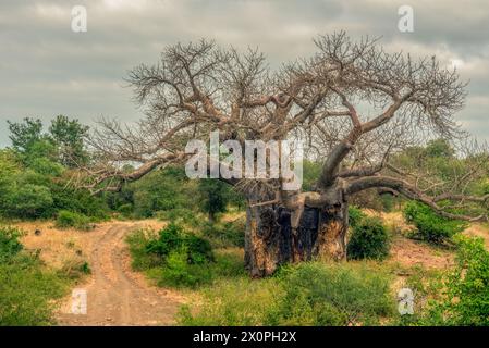 Très grand baobab dans le parc Makuleke Contract du Nord Kruger, région du Limpopo, Afrique du Sud Banque D'Images